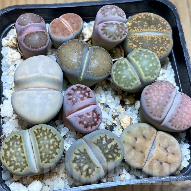 SH22351 Lithops mix
