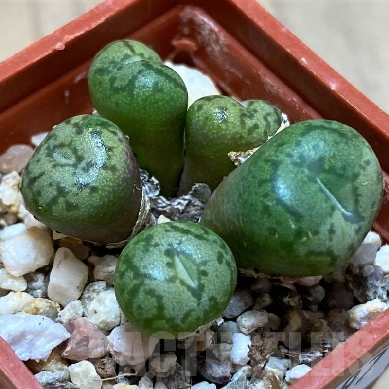 SH22297 Conophytum obcordellum
