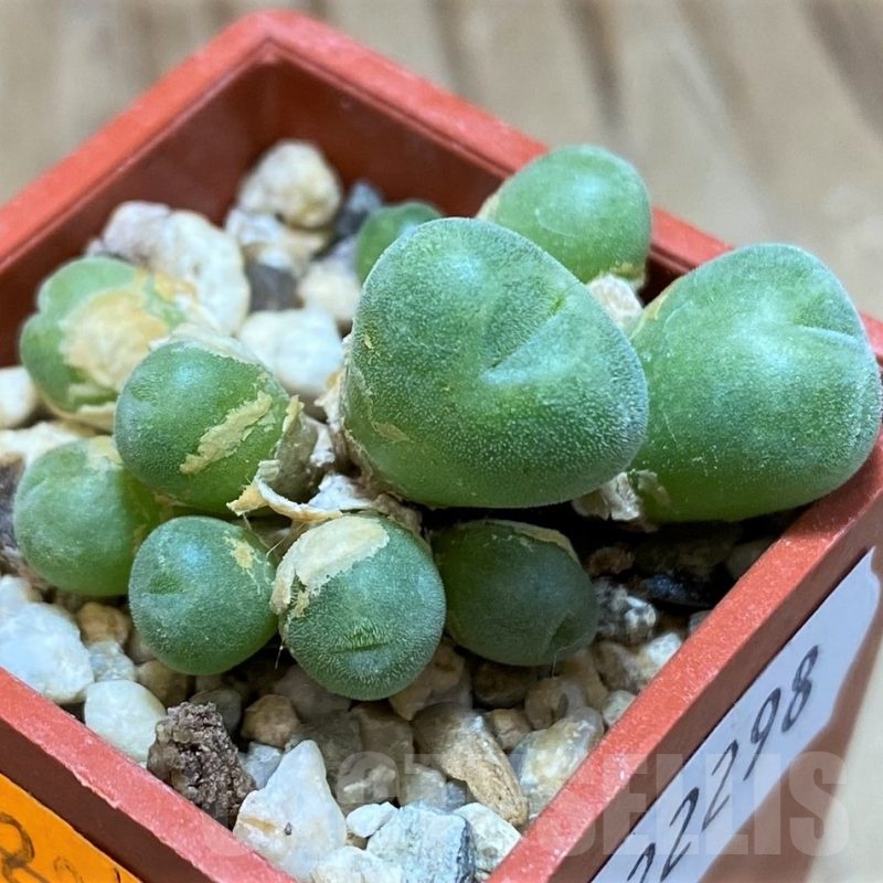 SH22298 Conophytum hians