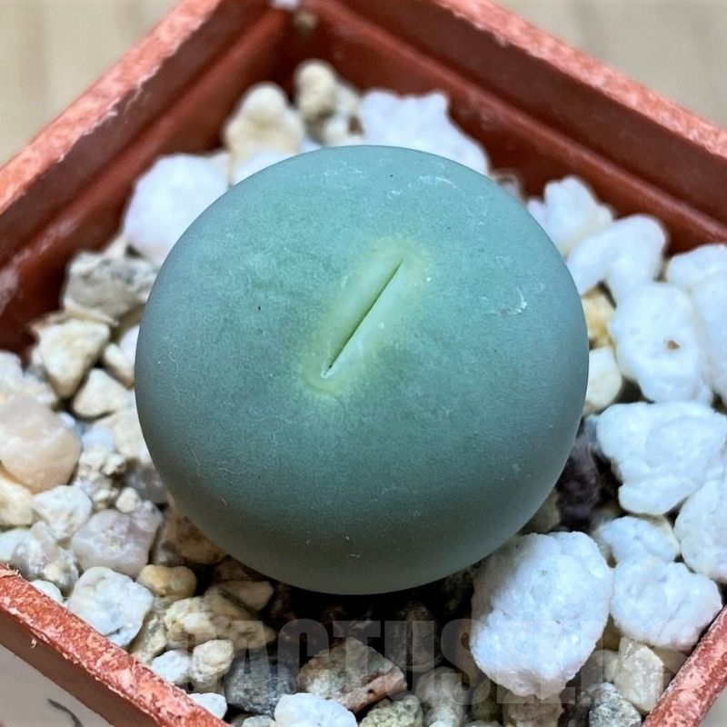 SH22299 Conophytum calculus