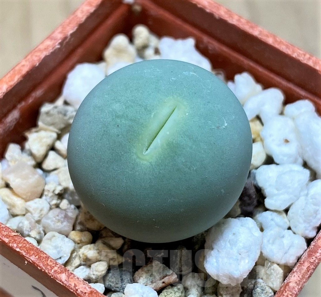 SH22299 Conophytum calculus