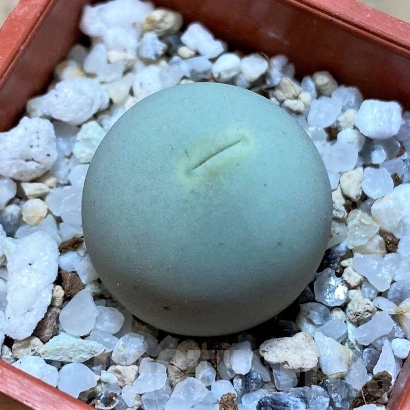 SH22300 Conophytum calculus