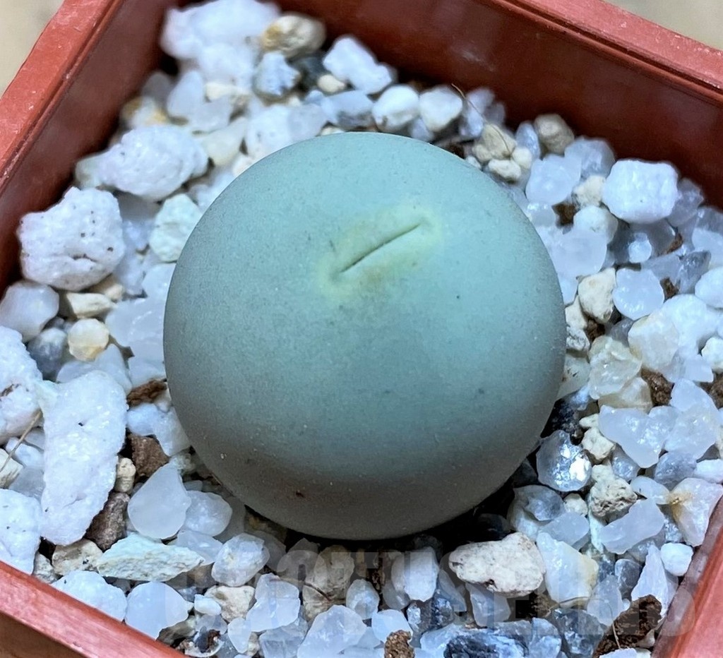 SH22300 Conophytum calculus