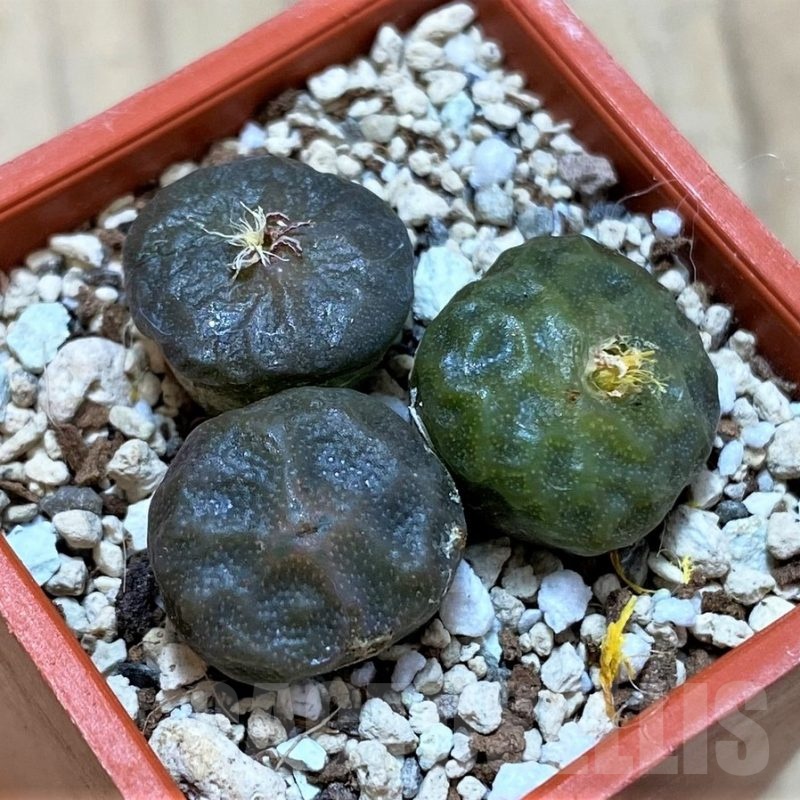 SH22301 Conophytum angelicae ssp. tetragonum, seedling 3 plants