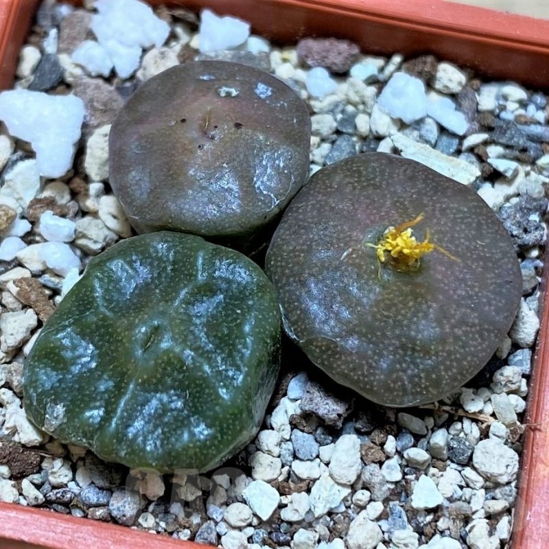 SH22302 Conophytum angelicae ssp. tetragonum, seedling 3 plants
