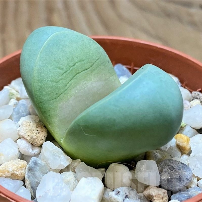 SH22293 Argyroderma delaetii