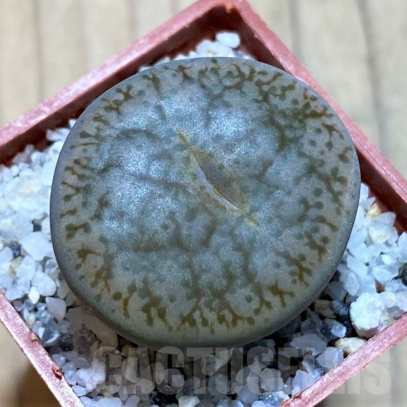 SH22304 Lithops pseudotruncatella