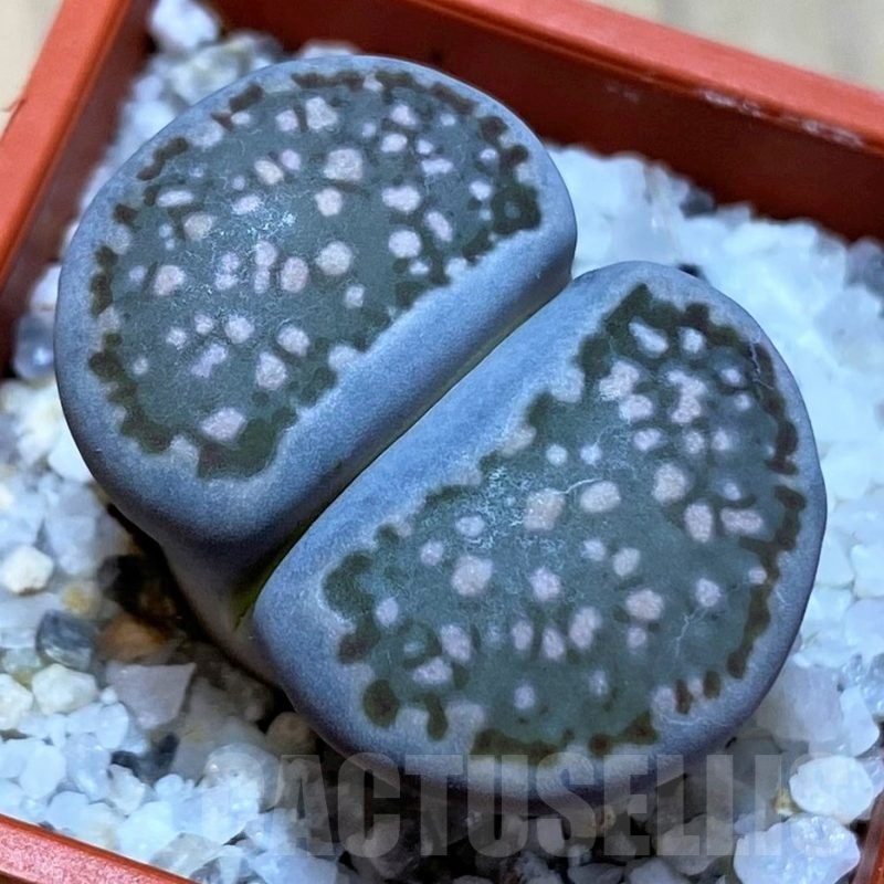 SH22305 Lithops halii
