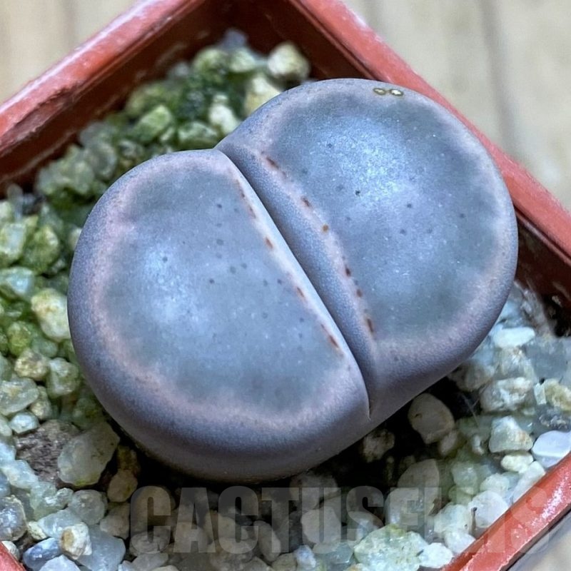 SH22308 Lithops karasmontana 'Opalina'