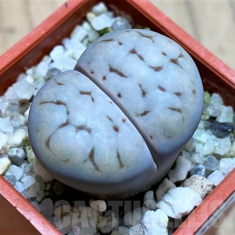 SH22309 Lithops karasmontana ssp. eberlanzii