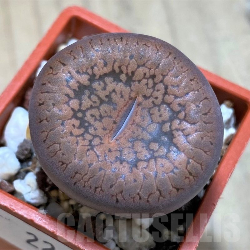 SH22310 Lithops aucampiae v. koelemanii