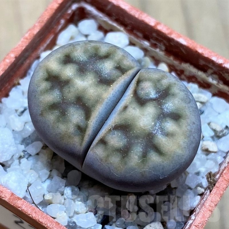SH22311 Lithops erniana