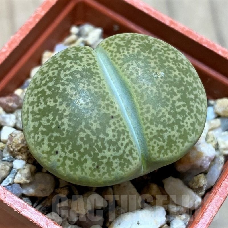 SH22312 Lithops lesliei C027