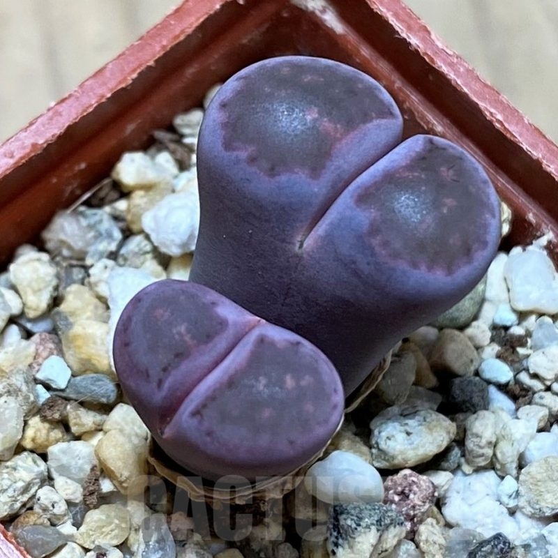 SH22313 Lithops salicola 'Sato's Violet'
