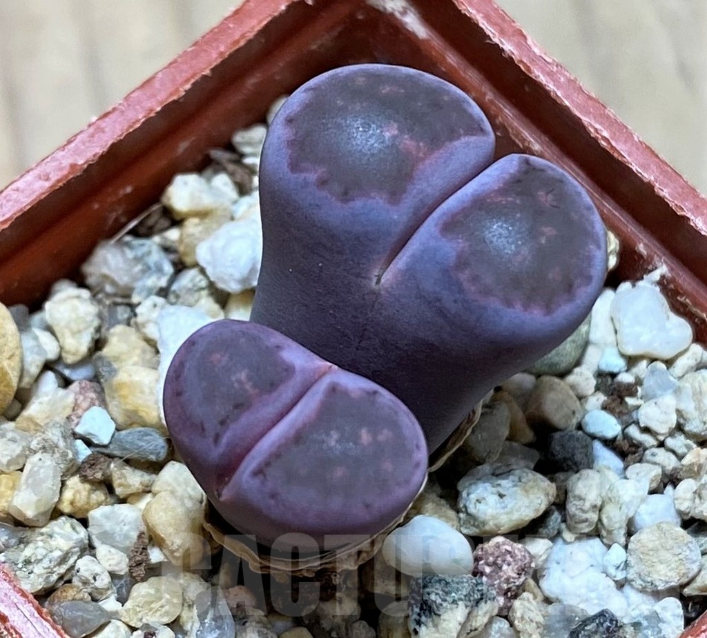 SH22313 Lithops salicola 'Sato's Violet'