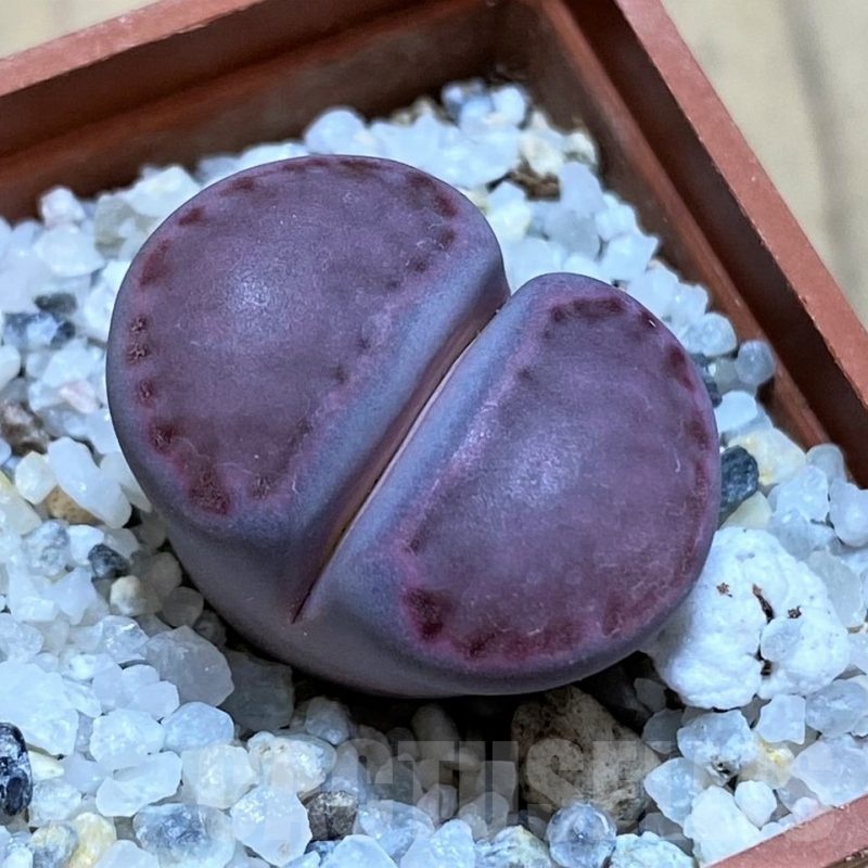 SH22314 Lithops salicola 'Sato's Violet'
