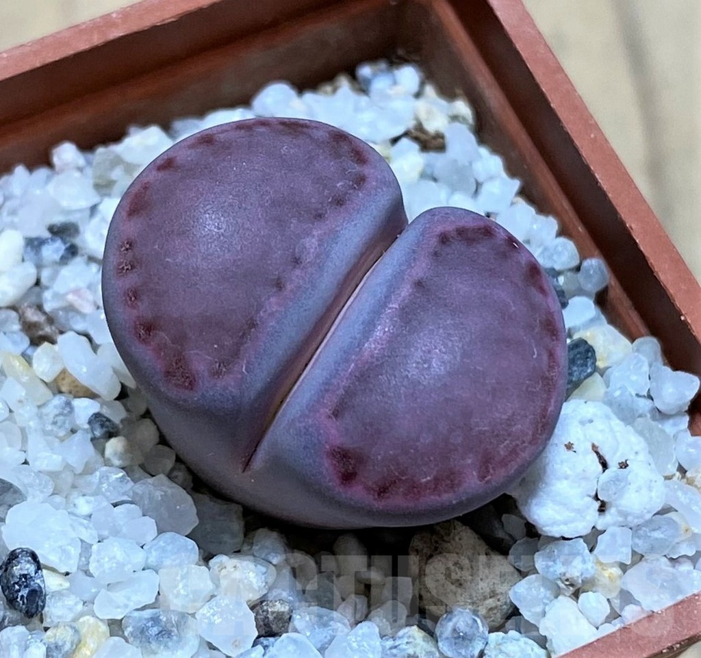 SH22314 Lithops salicola 'Sato's Violet'