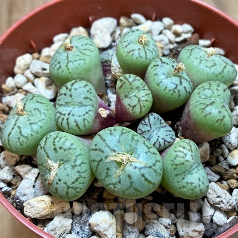 SH22294 Conophytum obcordellum