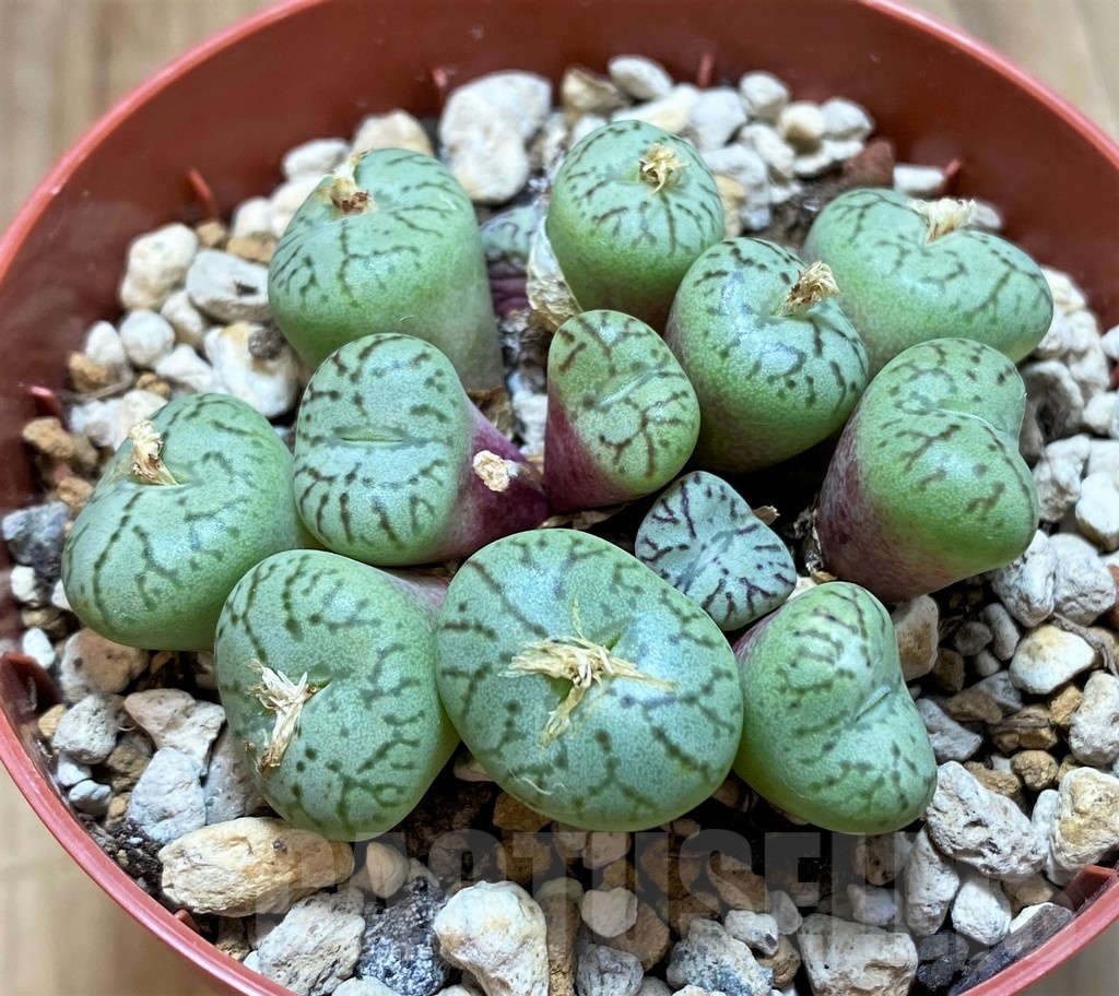 SH22294 Conophytum obcordellum
