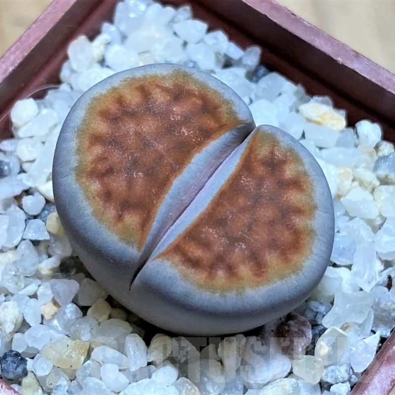 SH22315 Lithops karasmontana ‘Lateritia’