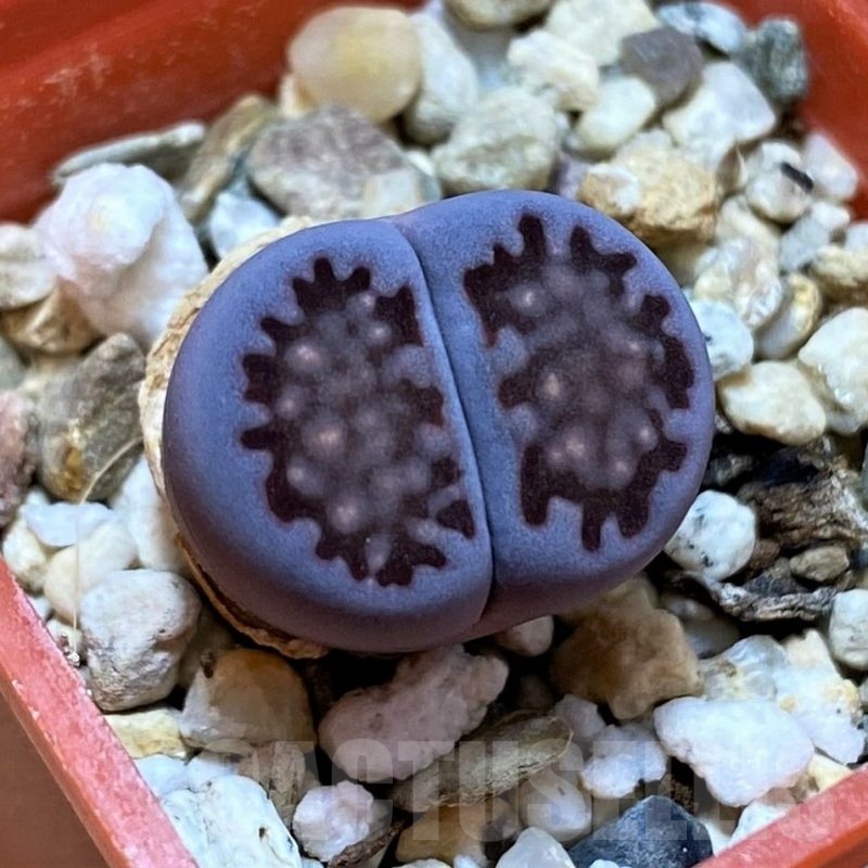 SH22316 Lithops salicola 'Sato's Violet'