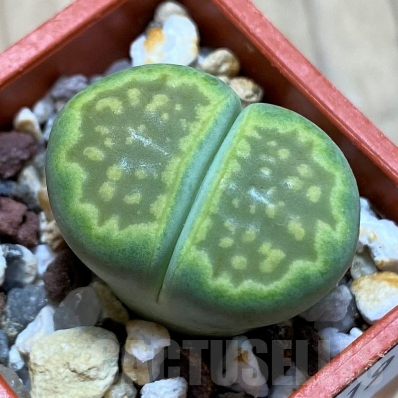 SH22319 Lithops hallii 'Green Soapstone'