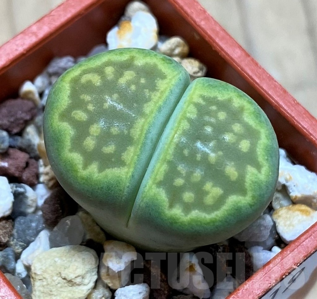 SH22319 Lithops hallii 'Green Soapstone'