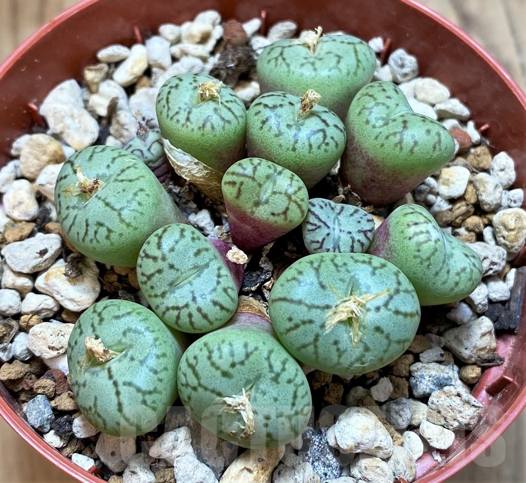 SH22294 Conophytum obcordellum - Image 2