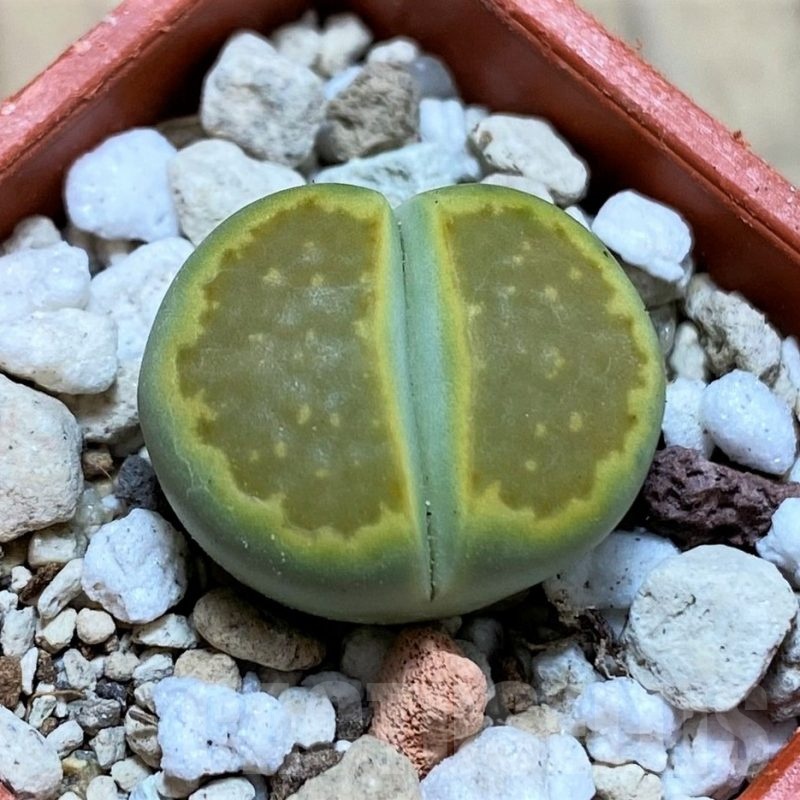 SH22320 Lithops hallii 'Green Soapstone'