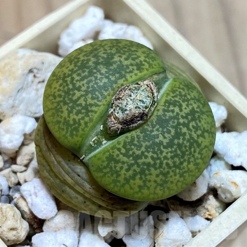 SH22322 Lithops lesliei v. albinica