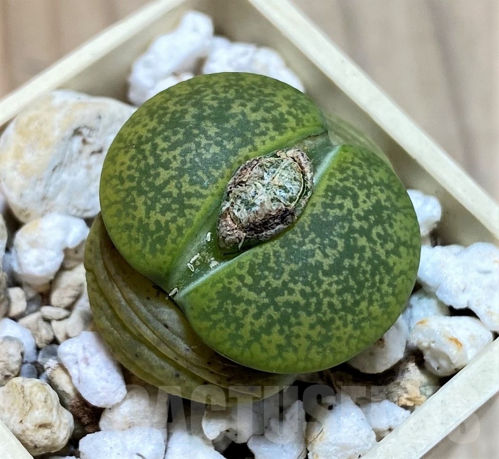 SH22322 Lithops lesliei v. albinica