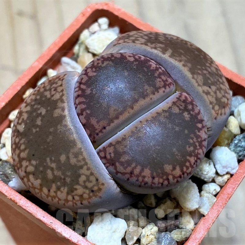SH22323 Lithops aucampiae
