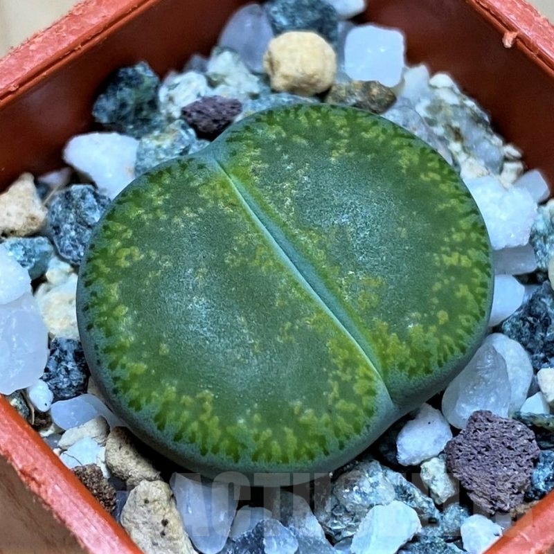 SH22326 Lithops lesliei v. albinica