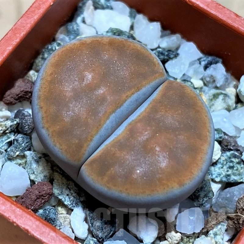 SH22327 Lithops karasmontana 'Lateritia'