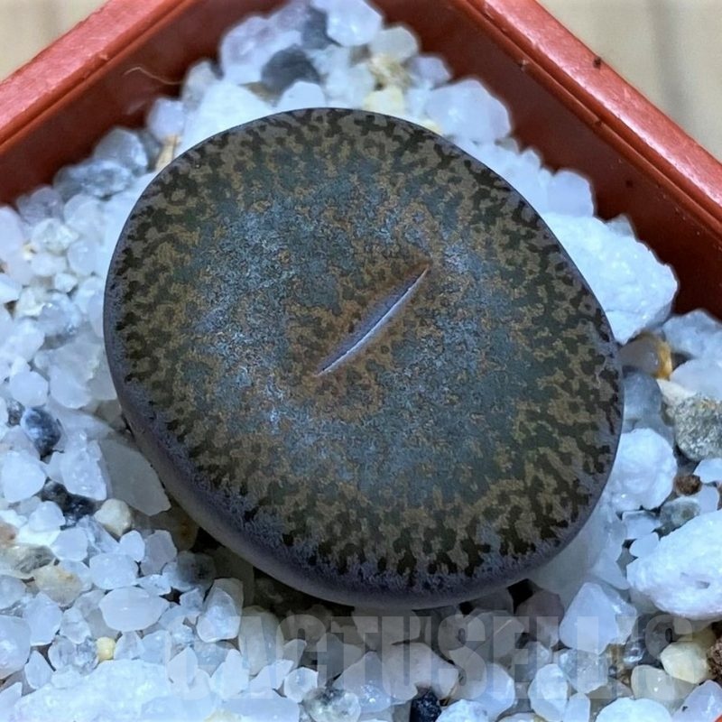 SH22328 Lithops lesliei C151