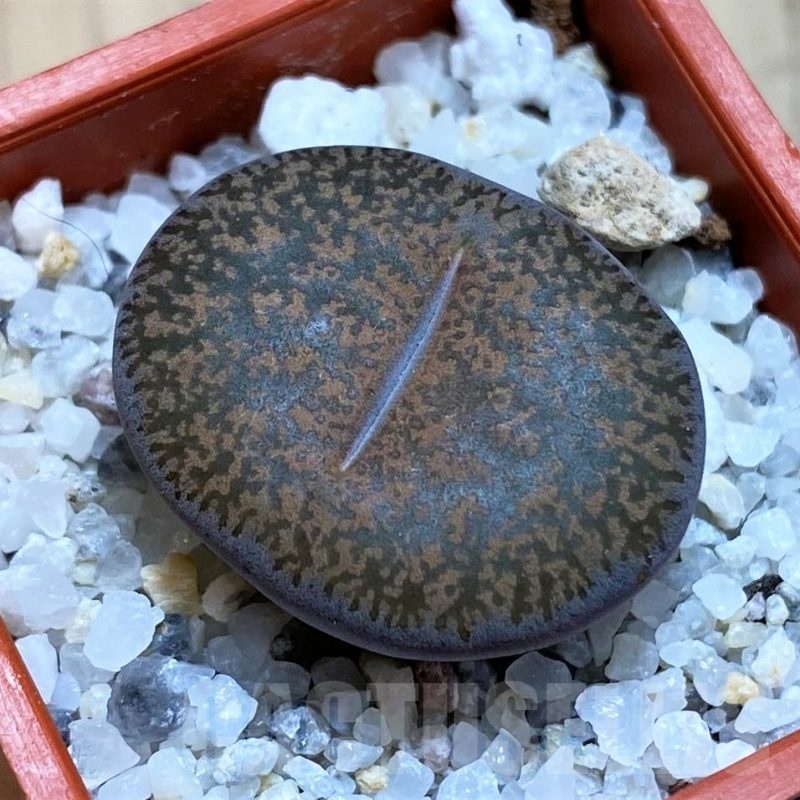 SH22329 Lithops lesliei C151