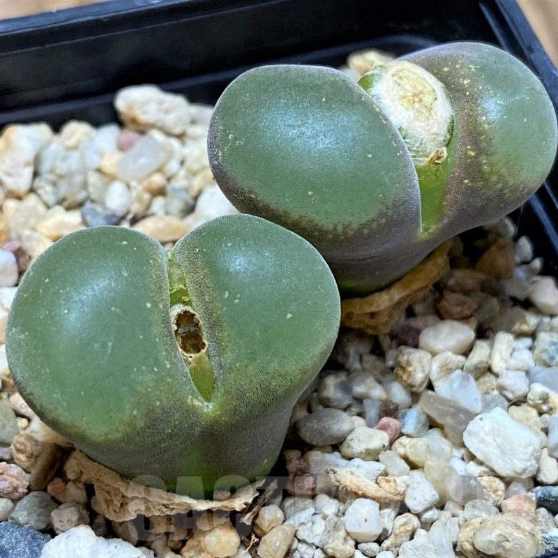 SH22295 Conophytum lydiae