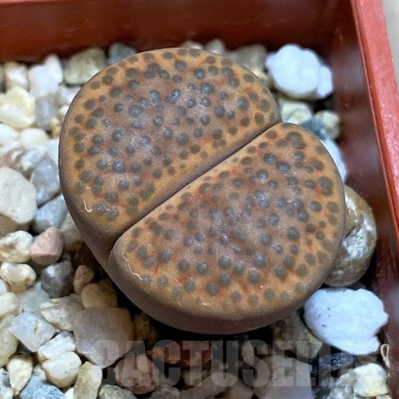 SH22330 Lithops fulviceps C278