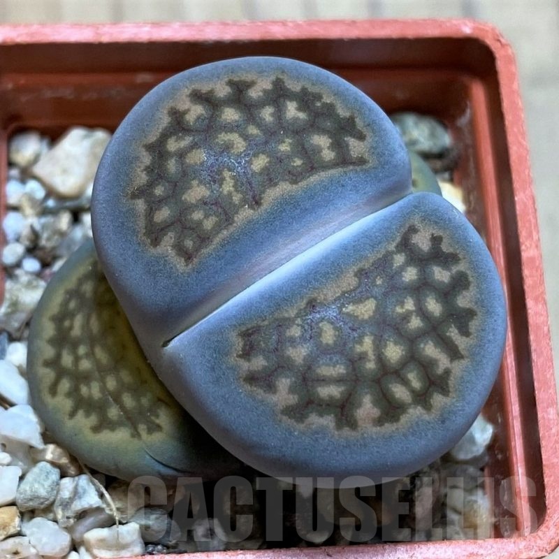 SH22331 Lithops halii