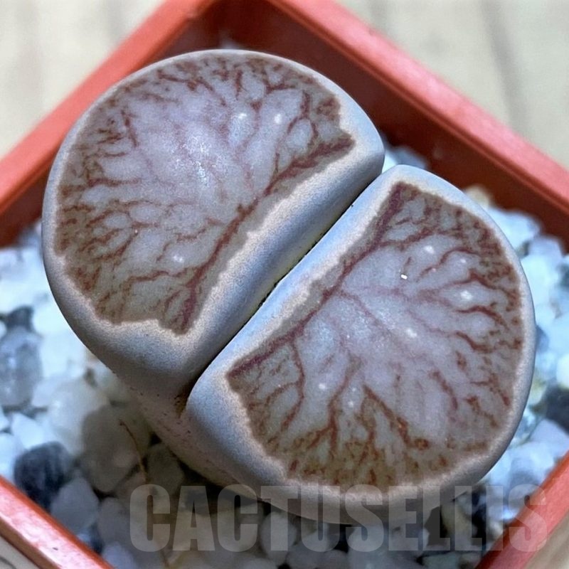 SH22332 Lithops julii ‘Kikushogiyoku’ hybrid