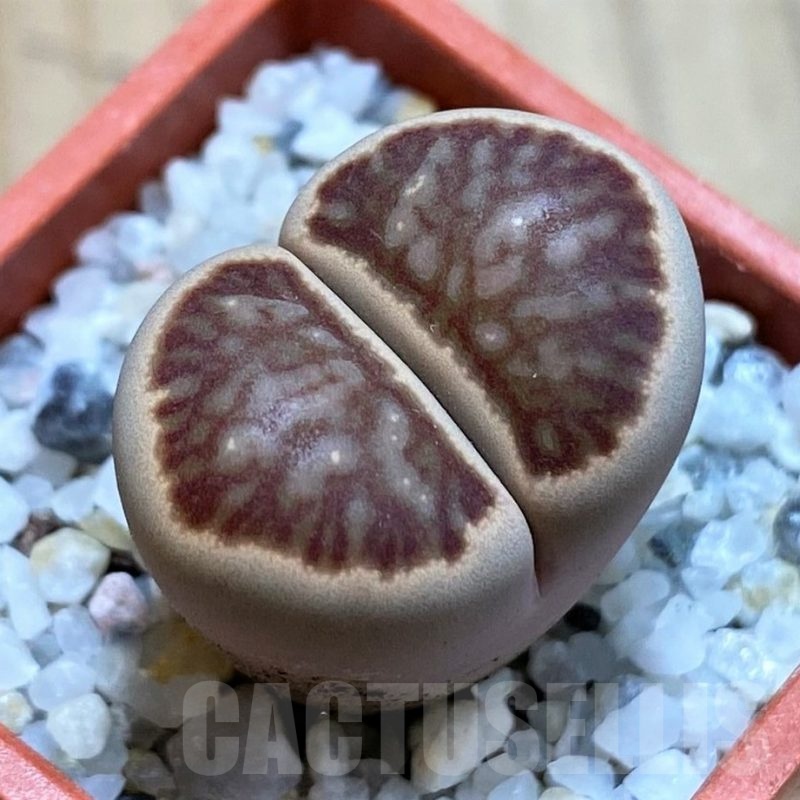 SH22333 Lithops julii ‘Kikushogiyoku’ hybrid