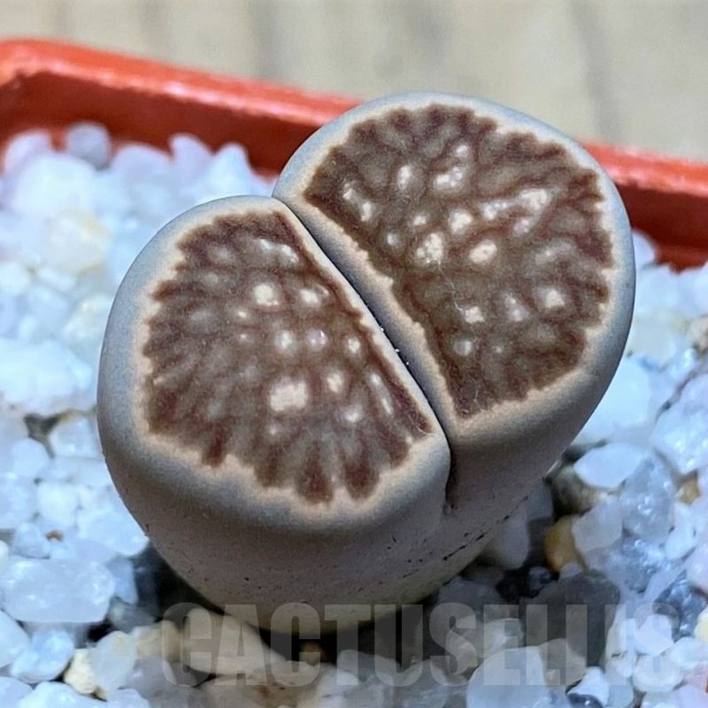 SH22334 Lithops julii ‘Kikushogiyoku’ hybrid