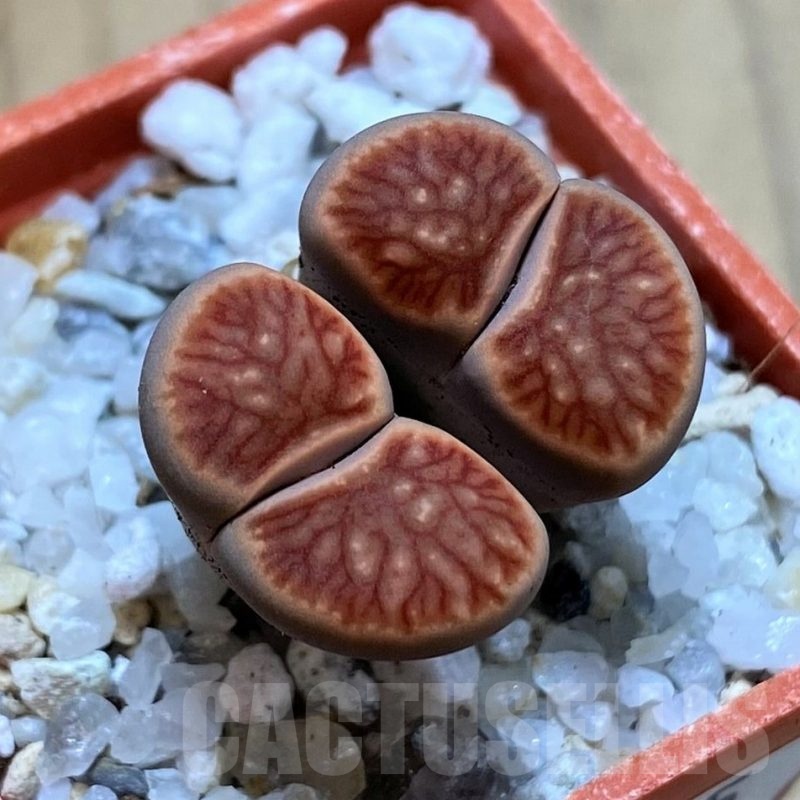 SH22335 Lithops julii ‘Kikushogiyoku’ hybrid