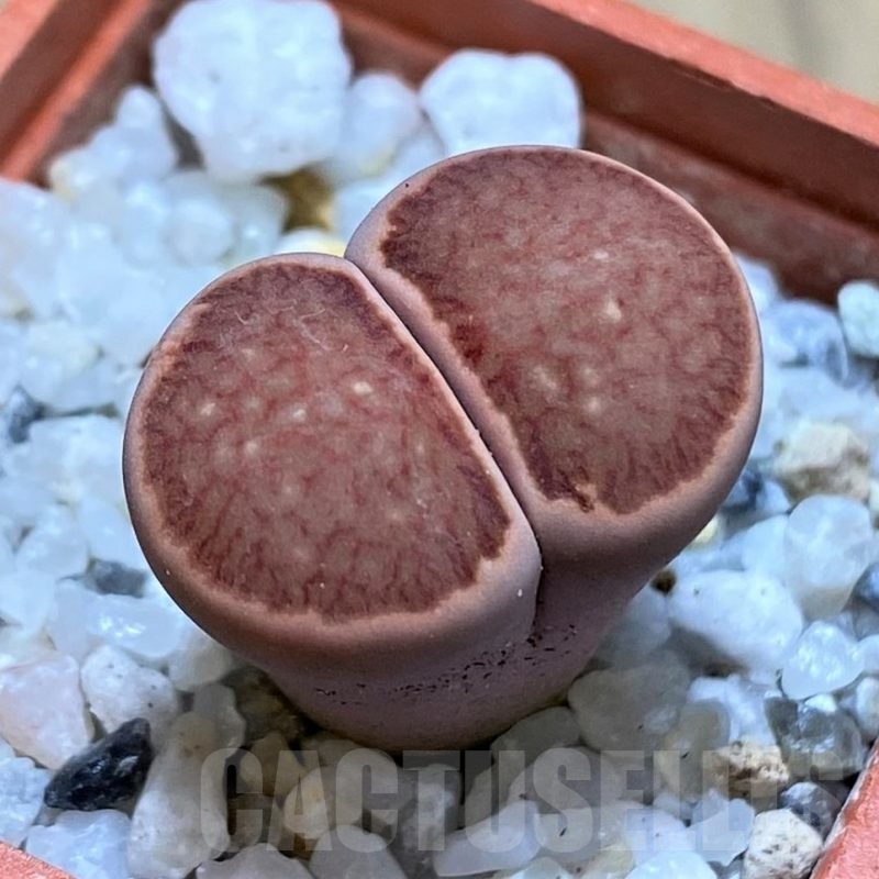 SH22336 Lithops julii ‘Kikushogiyoku’ hybrid