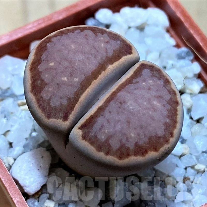 SH22337 Lithops julii ‘Kikushogiyoku’ hybrid