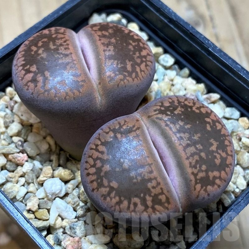SH22339 Lithops halii