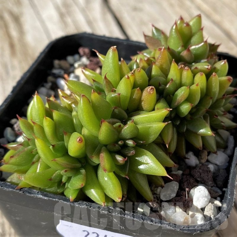 SH22452 Echeveria agavoides f. cristata