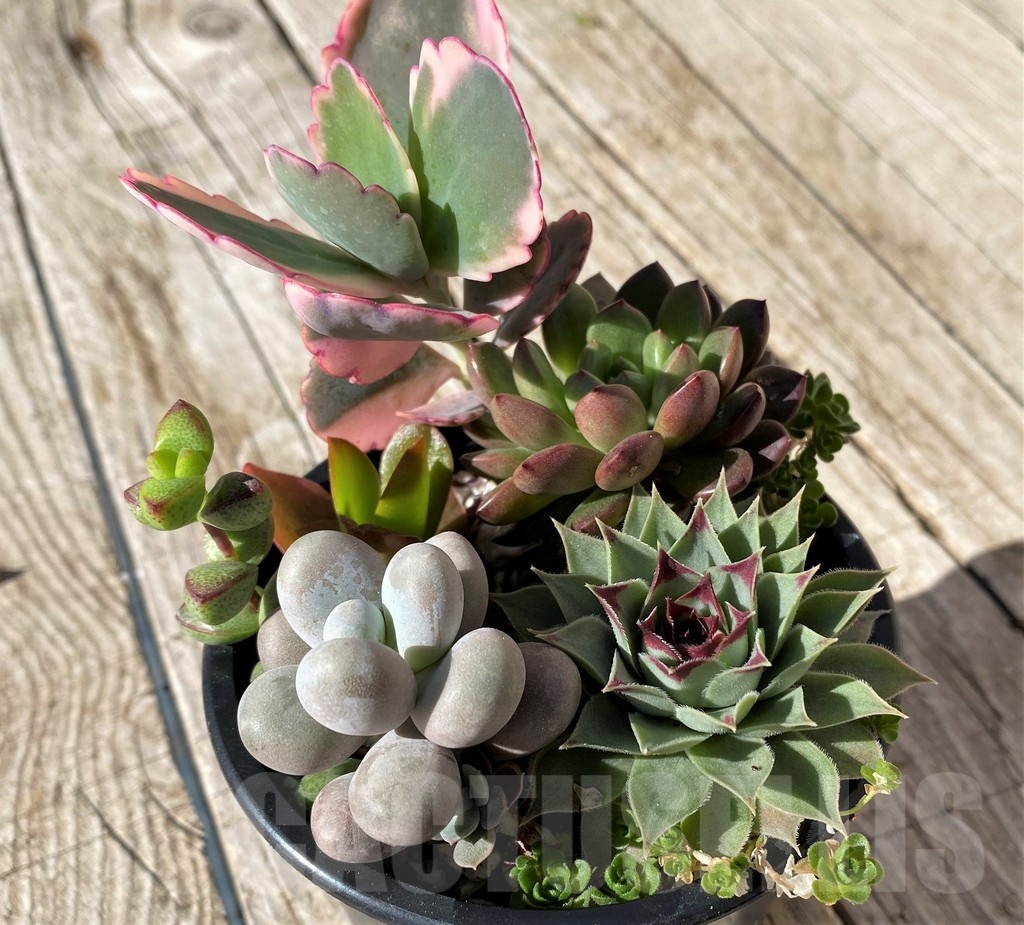 SH22455 Succulent mix