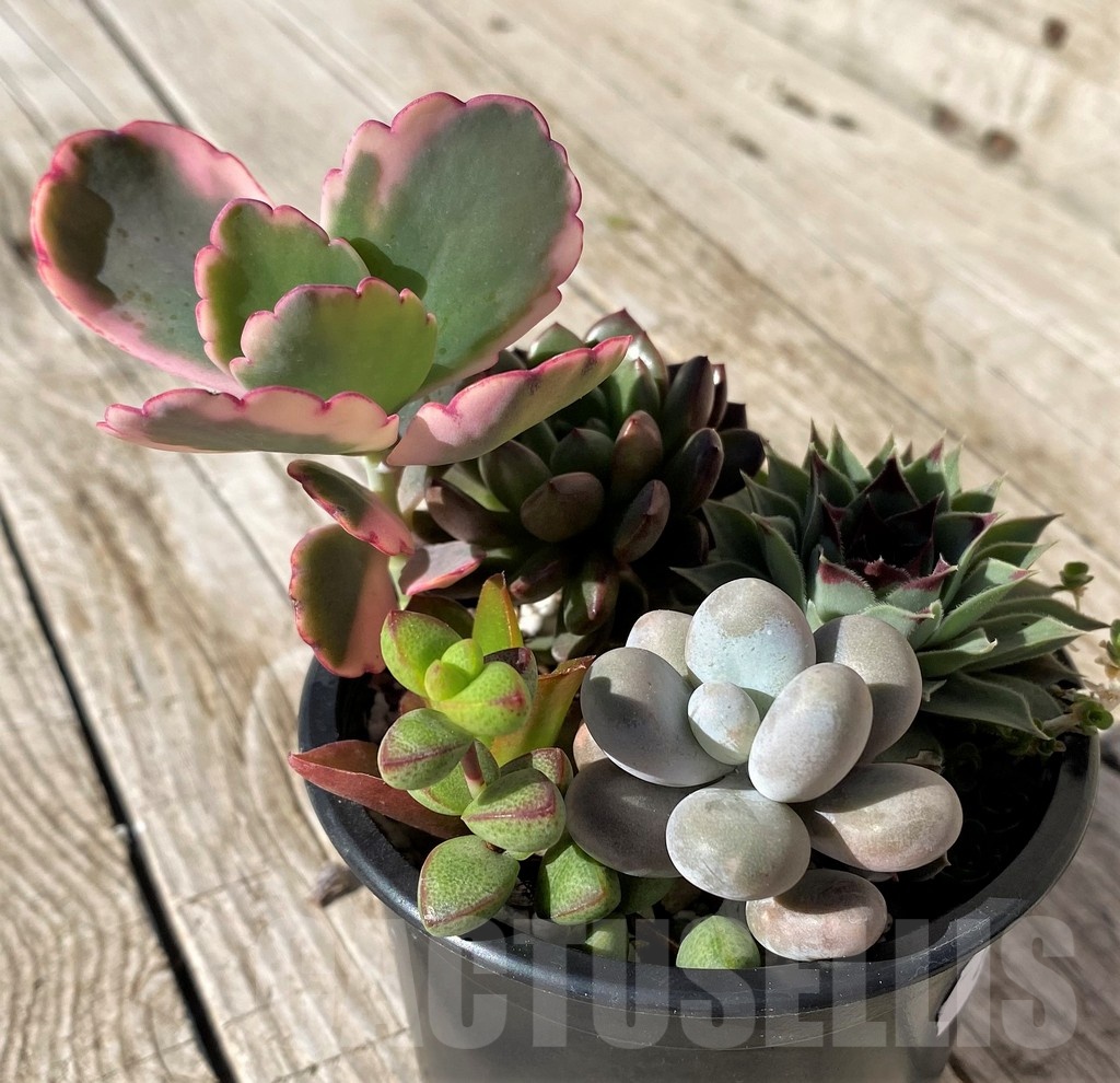 SH22455 Succulent mix - Image 2