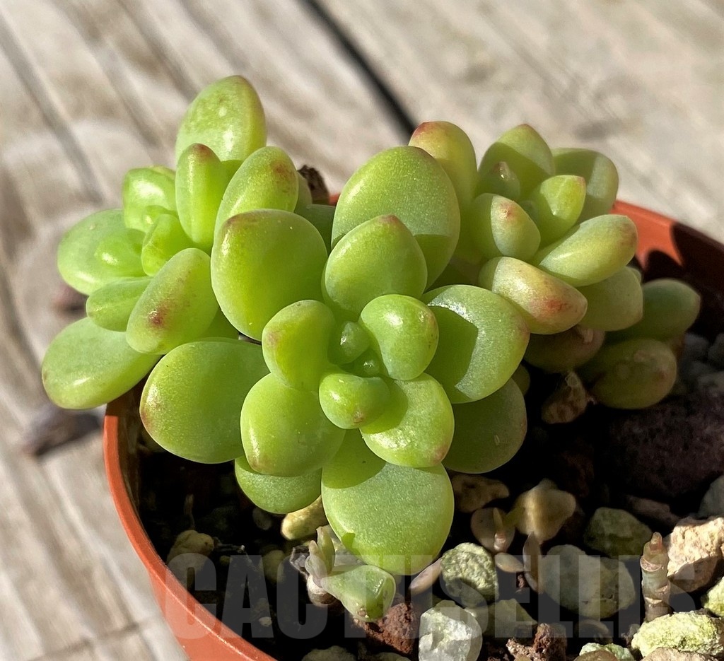 SH22456 Echeveria ‘Shangri La’ - immagine 2